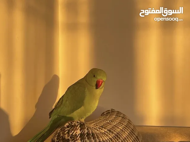 بغبغاء دره هندي