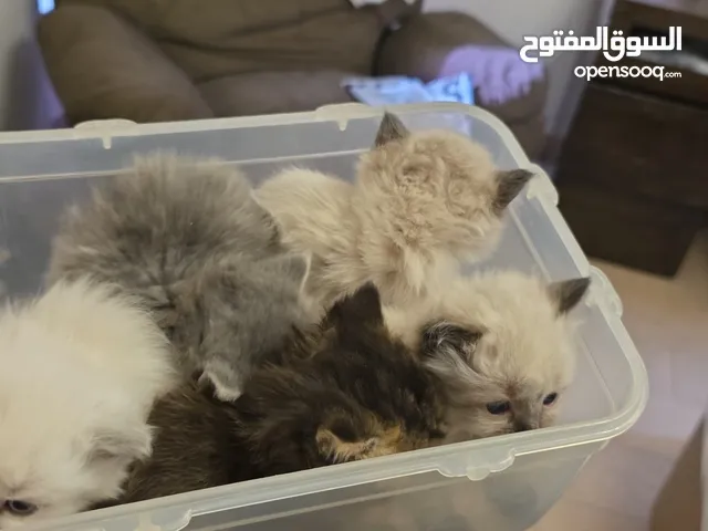 الام مع 5 كتنز عمرهم شهر