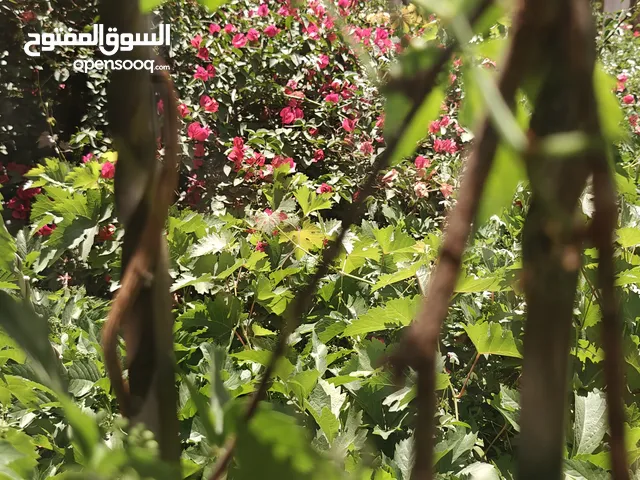 120 m2 3 Bedrooms Apartments for Sale in Amman Basman