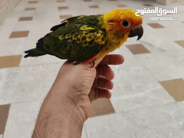 فروخ ببغاء صن كنيور العمر شهر ونص الى شهرين للبيع اقرا الوصف