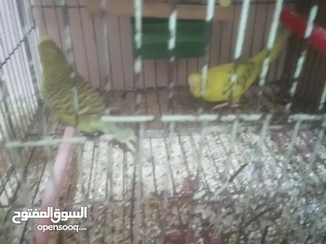 عصافير بادجي/بادجي البينو