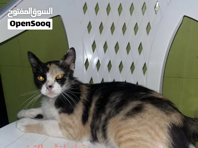 قطط (للتبني) اقراء الوصف