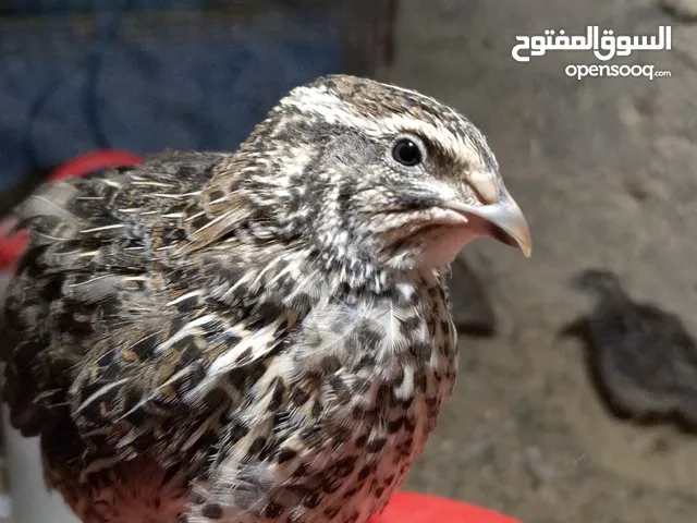فري للبيع. طائر السمان