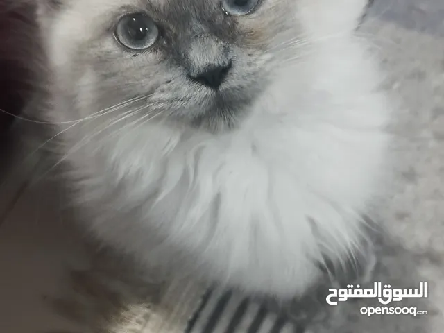 للبيع قط لعوب