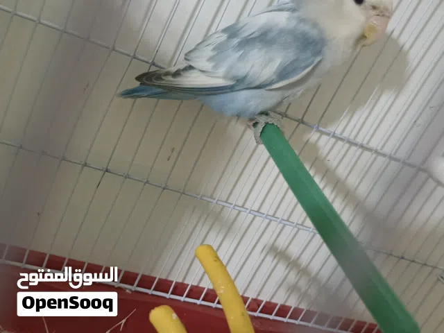 انثى بركديلوا روز للبيع