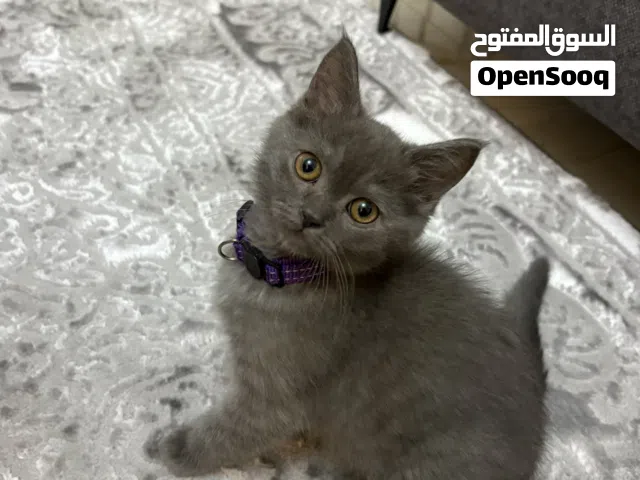 قطة سكوتش ستريت للبيع