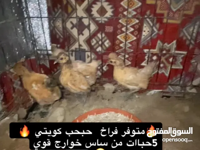 للبيع حبحب كويتي