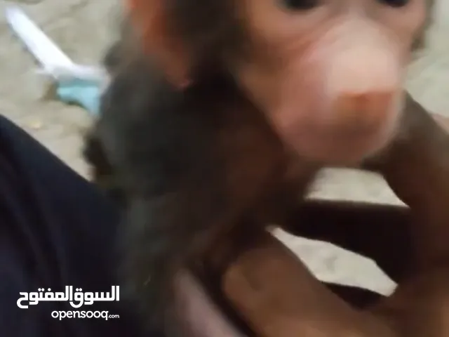 قرد رضيع انثى