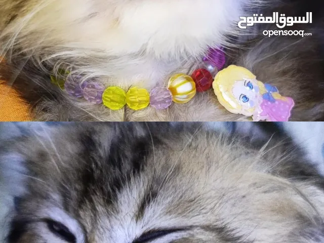 القطط البيع ،ؤ