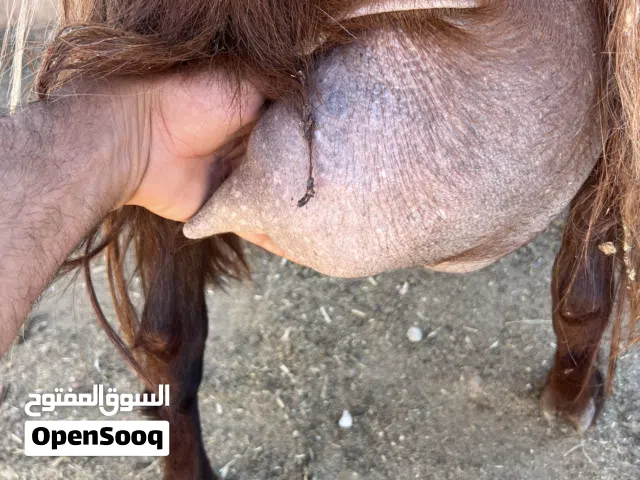 ماعز حليب سن قطعة مدة حجم فحول