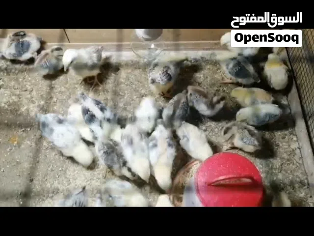 متاح افراخ دجاج
