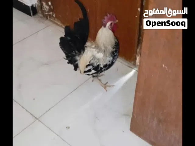 ديك كويتي عمره شهر