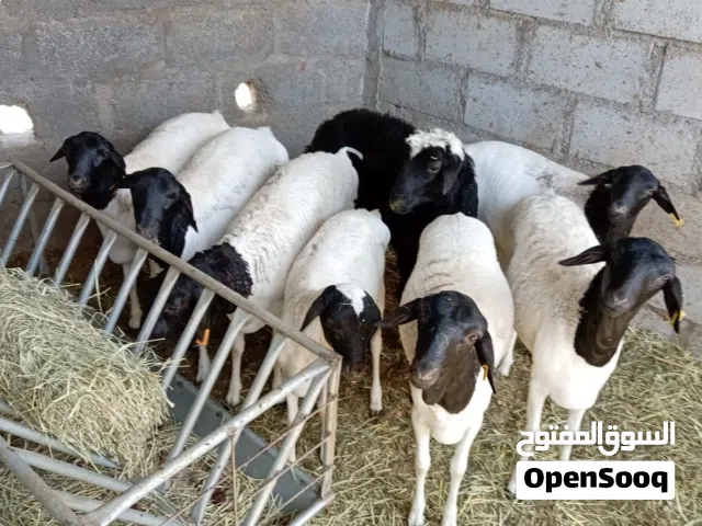 كباشا صوماليه مطعومه للبيع