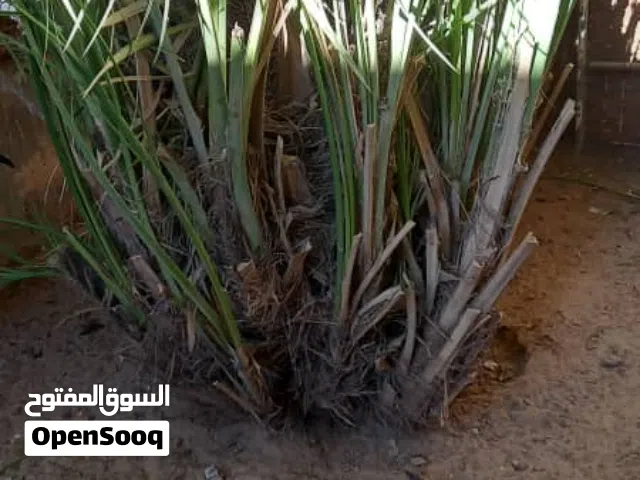 جبارات نخيل برنصى وسماد دجاج