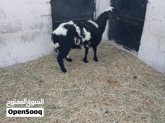 بيع حمله طيبه