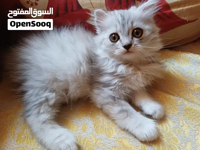 شيرازي 60 يوم