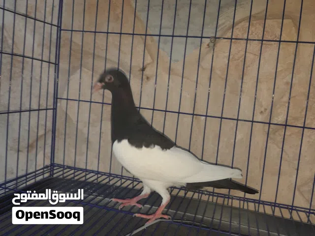 جوز مشامشه+فراخ