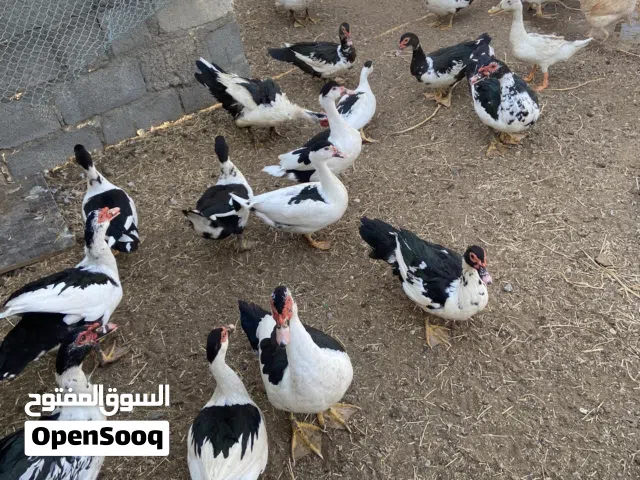 بط مصري منتج للبيع