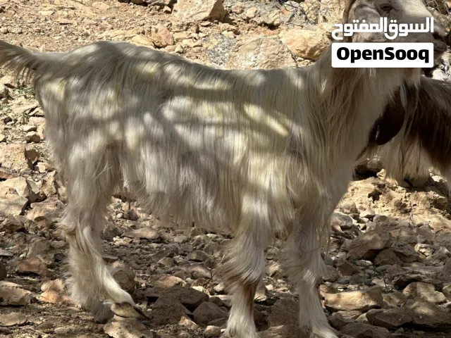 غنم عماني مد وشور