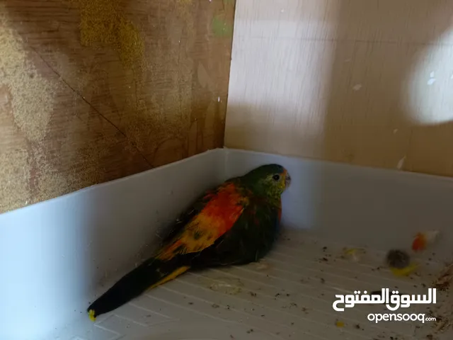 زوج براكيت قزم للبيع كدامك مقطع يتراكبن وجاهزات الطيور