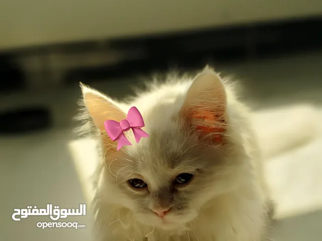 قطه انثى بيضاء صغيره للبيع كيوت وشويه مشاغبه