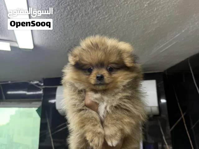 بومارينيان تكب تدي بير