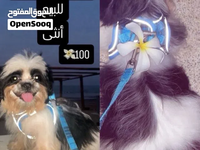 البيع كلب تواصل واتساب