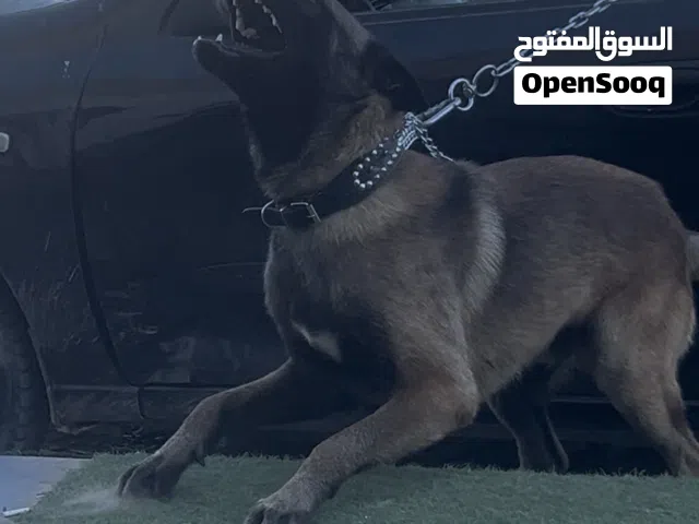 ذكر مالينوا للبيع