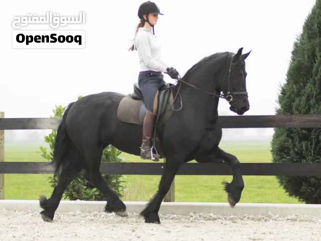 Beautiful and talented Friesian horse