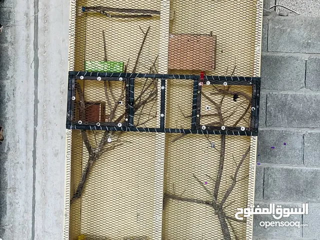 بارتي عصفير