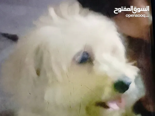 اريد تبني كلب بعمر 6  اشهر او اكثر