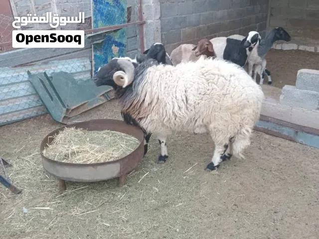 عندي فحل للبيع
