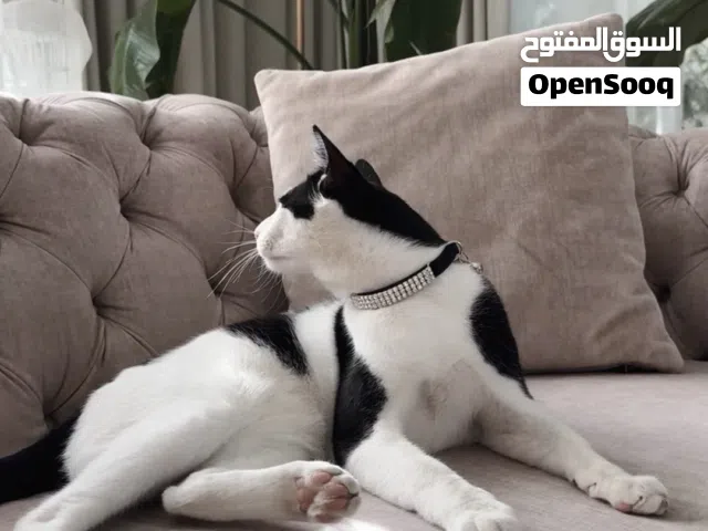 Kitten for adoption 7 months old