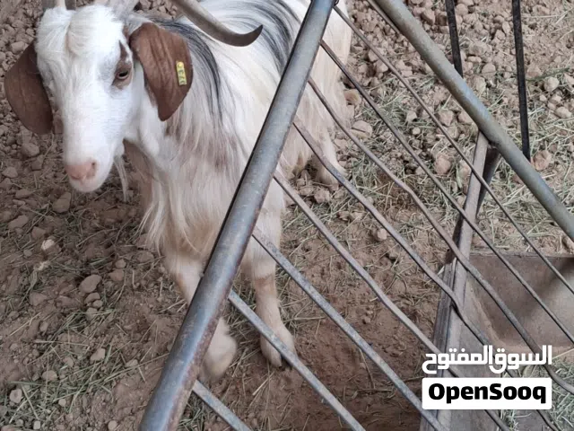 omani goats for sale 1 piece 230