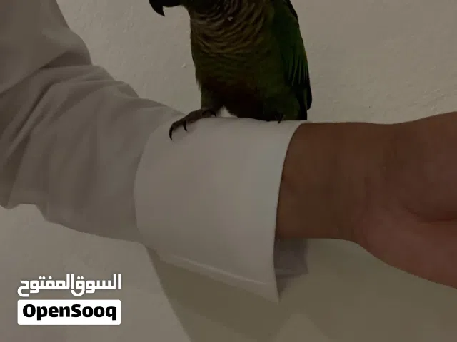 كنيور قرين شيك للبيع متكلم +يرقص الوصف مهمم!!