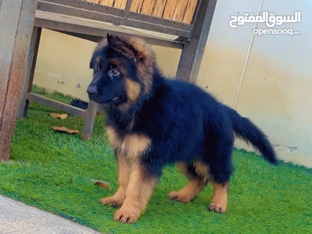 جراوي جيرمن شيبرد لونج هير شو لاين دم وسلالة قوية الام والاب انتاج عمان كنل oman kennel