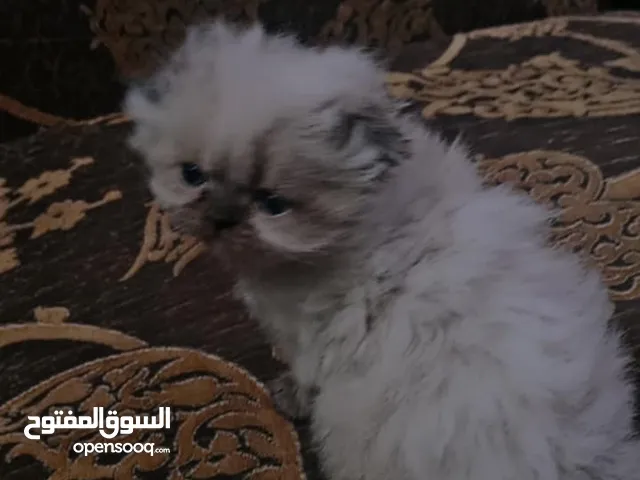 قطه انثى سكوتش مكس هملايا عمر شهر ونص