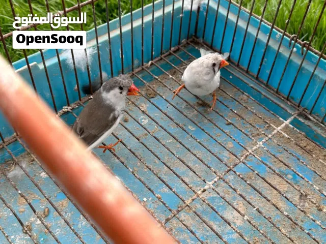 متاح كوبيا