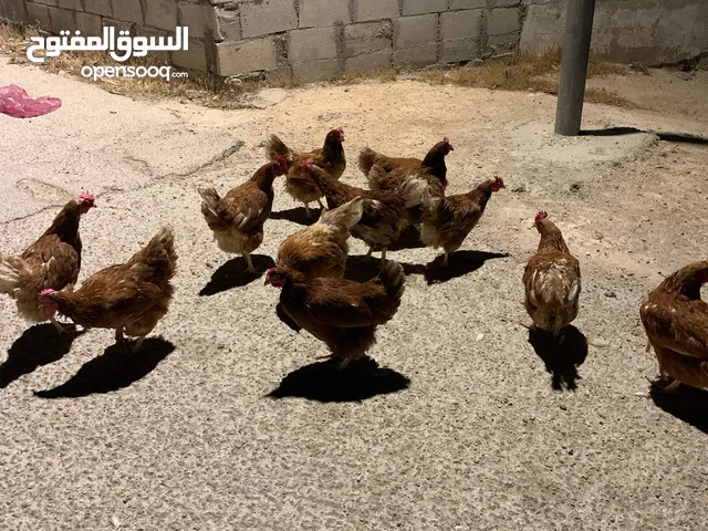 12 جاجه هنديه للبيع جاجات نخب للبيع