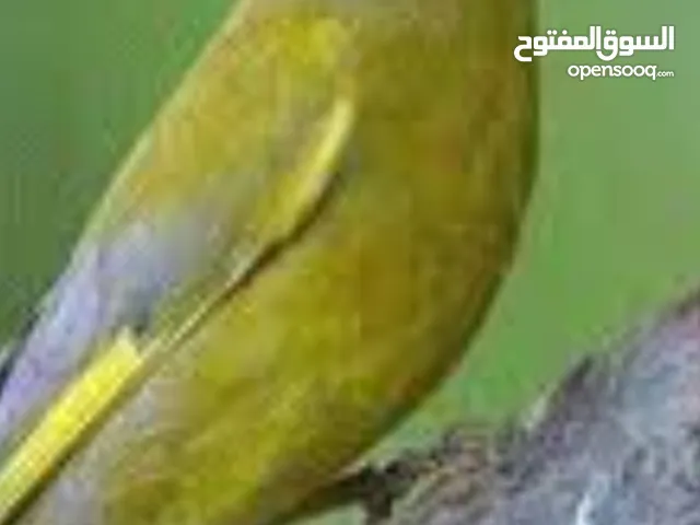 عصفور التفحي ول خضري