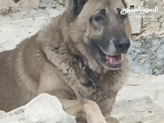 جراء كنغال تركي