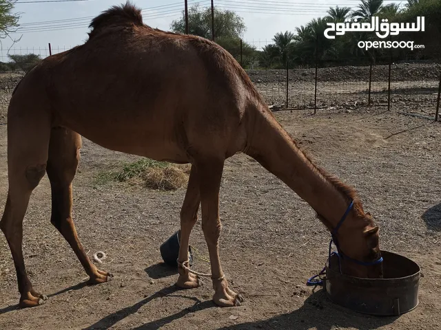 ناقه باطنيه للبيع