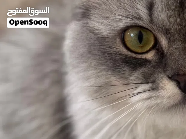 قط شيرازي جميل للبيع