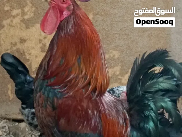 ديج عربي خط اول التفاصيل مهمة