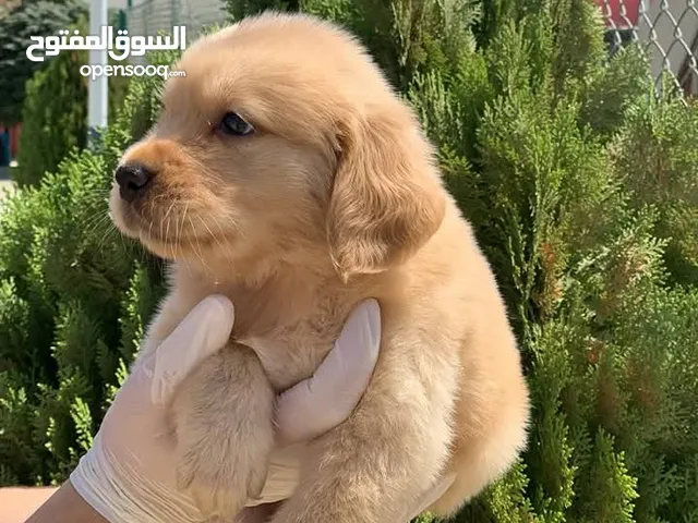 جولدن ريتريفر ذكور واناث