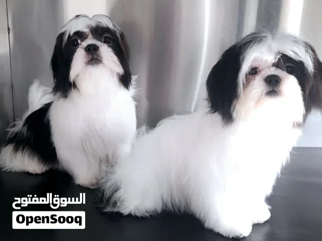 shihtzu peur female