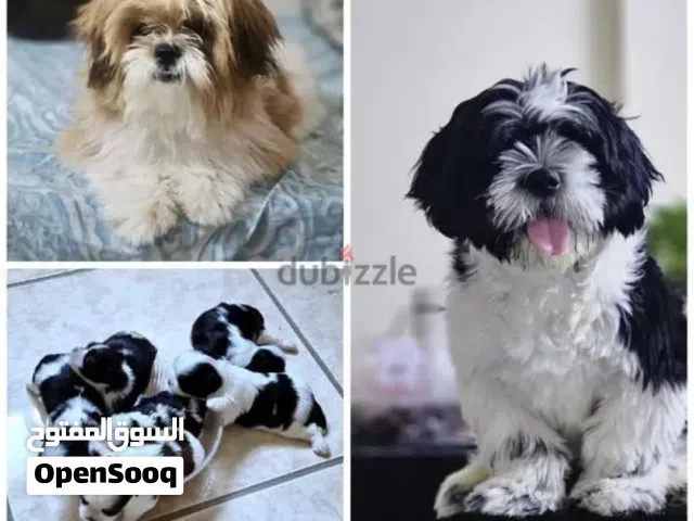 shitzu  4 puppy available now