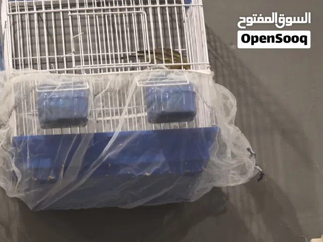 كناري إيراني للبيع