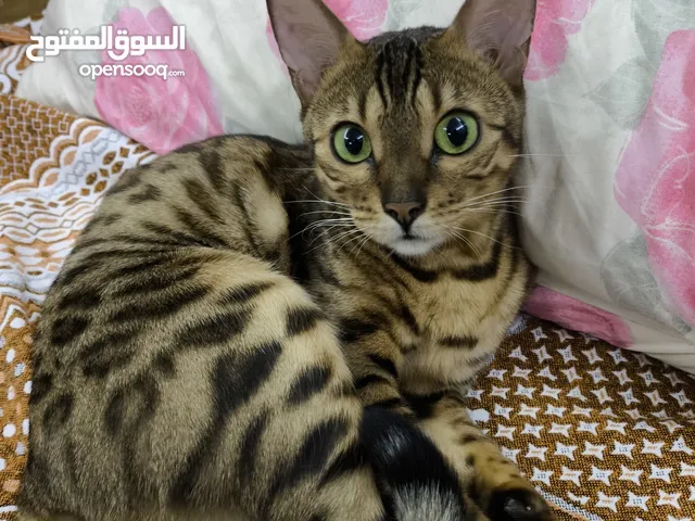 قطة بنغالي بيور للبيع – جمال نادر وعيون ساحرة Purebred Bengal Cat for Sale – Striking Beauty & Mes