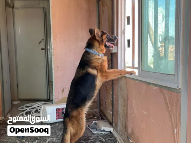 متاح انثى جيرمان كسحه فل كلبه مستوى للبيع